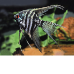 FishyFanClub