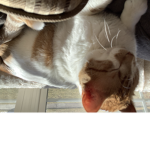 Trudelight and this is my cat in the photo