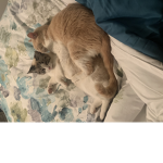 . Cats .United.