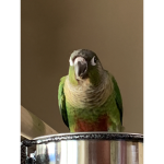 Team Baby BIRD