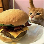 GreasyBaconTeam