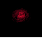 Hurtinqroses