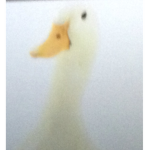 THE NATIONAL ARMY OF DUCKS