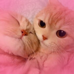 ʕ ̳• · • ̳ʔ