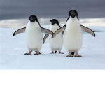 WE DA PENGUIN GROUP