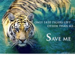 SAVE THE TIGERS NOW