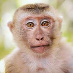 monkeys place