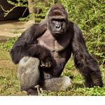 HARAMBE ASSOCIATION