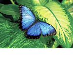 Jewel4434 flying butterflies