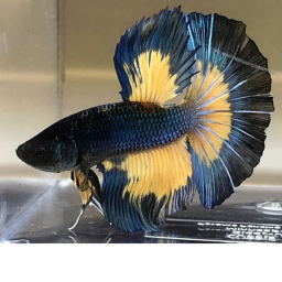 goodbye bubles the fish