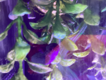 The better bettas