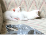 Kitten galaxy