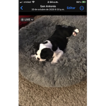 Free_Chisme-Group
