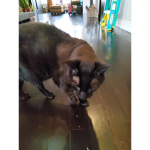 Electronic CAT