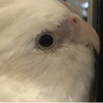 Bird stuff