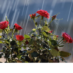 Garden of roses