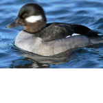 Ducks have nice doings