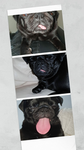 the peppa pug squad