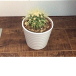 Cactus Place