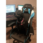 The Cool Gaming pets