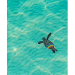 #turtle crew :)