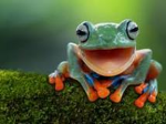 real of the choice of the frog real!!