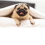 Pug pug pug pug pug pug pug