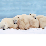 VIP Polar Bears