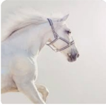 #Horses forever