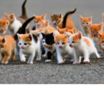 Kitten group (we love cats)