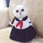 kitty 2.0