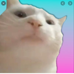 VIBING CAT