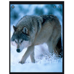 Wolfs and lions united
