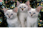 Cute kitty cats and more