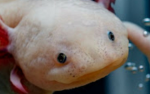 The Axolotl Family Official