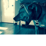 I wove dogs