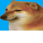 POG DOGS