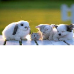 Animals<3 are cool<3