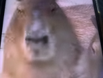 Capybara army 24