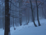 <SliverPine Village>