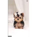Pupppypypypypypypy