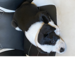 Nebbie_Doggo