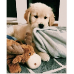 Summer puppy’s