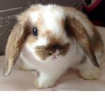 Bunny Armyyyy