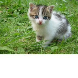Kittys sweet