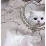 luhvcatts