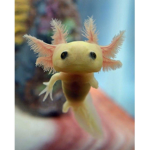 Axolotl Gr0up
