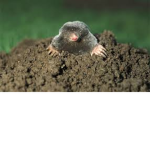 Stanky russian willy wets moles