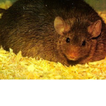 The chub rats Society!