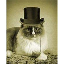 cat obby pls play